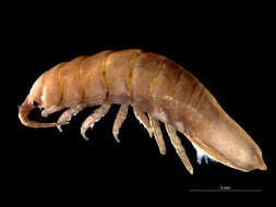 Image of granular marine isopod