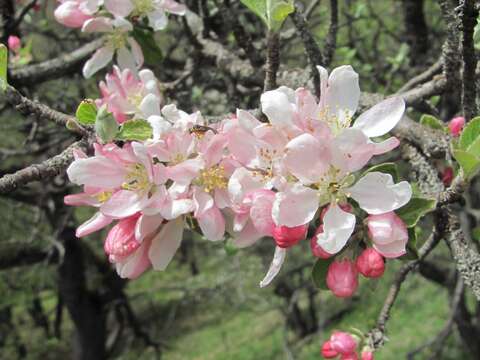 Image of Malus sylvestris subsp. orientalis (Uglitzk.) Browicz