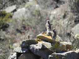 Image of Chilean Mockingbird