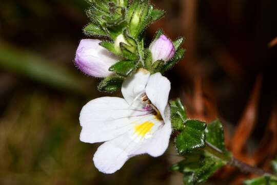 Imagem de Euphrasia amplidens W. R. Barker