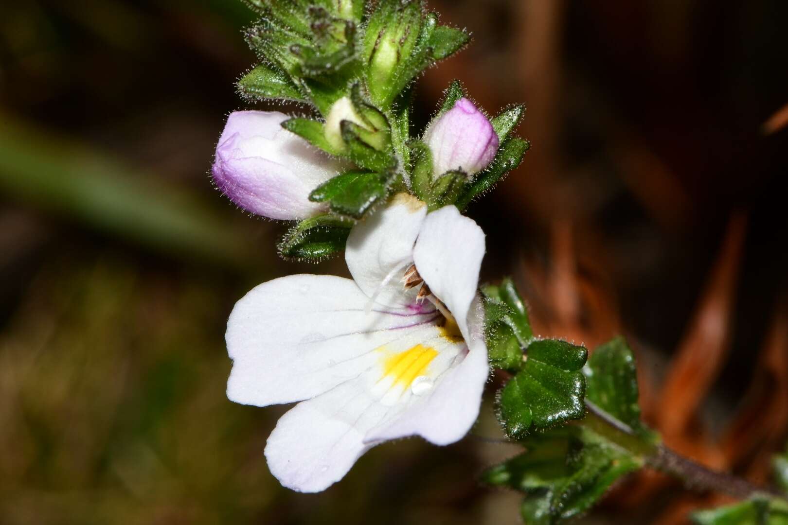 Imagem de Euphrasia amplidens W. R. Barker