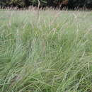 Imagem de Calamagrostis epigejos (L.) Roth