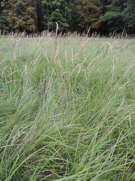 Imagem de Calamagrostis epigejos (L.) Roth