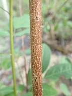 Image of bicolor lespedeza