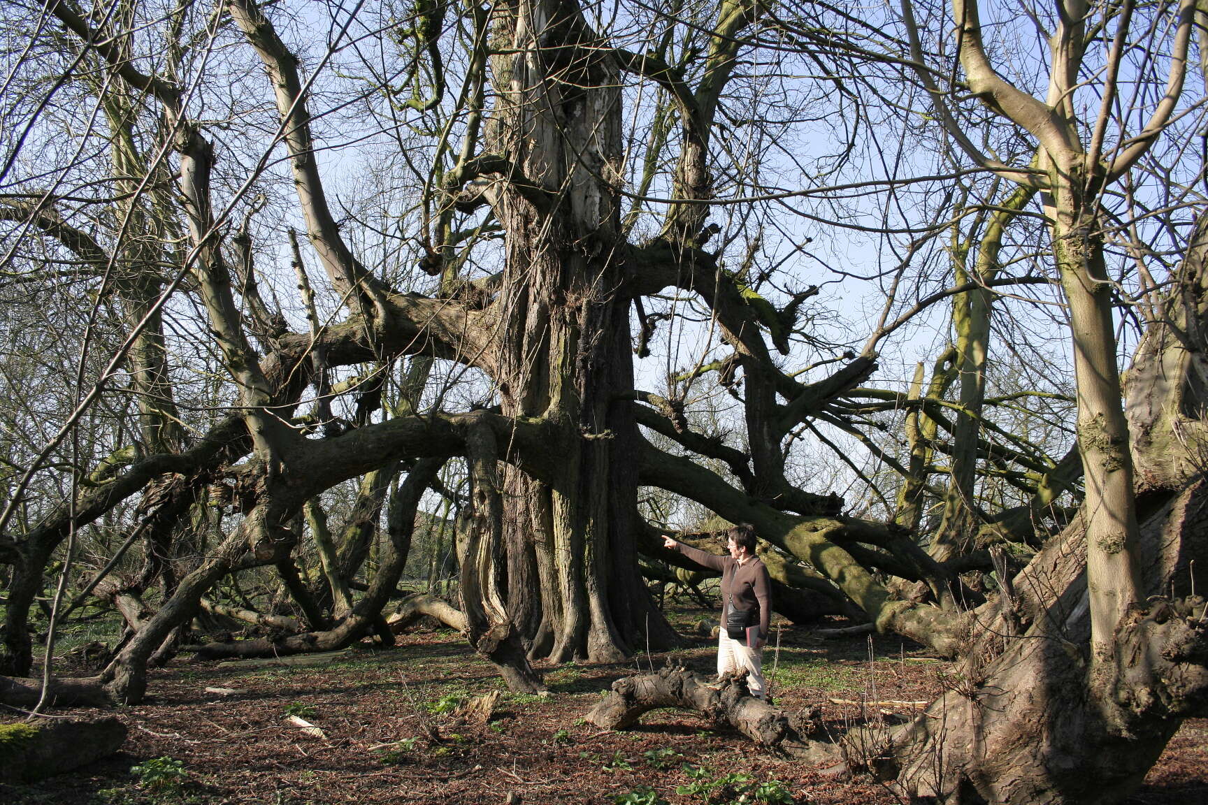 Image of European horse chestnut