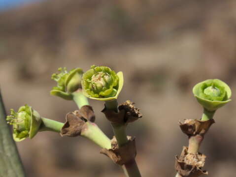 Image of Euphorbia dregeana E. Mey. ex Boiss.