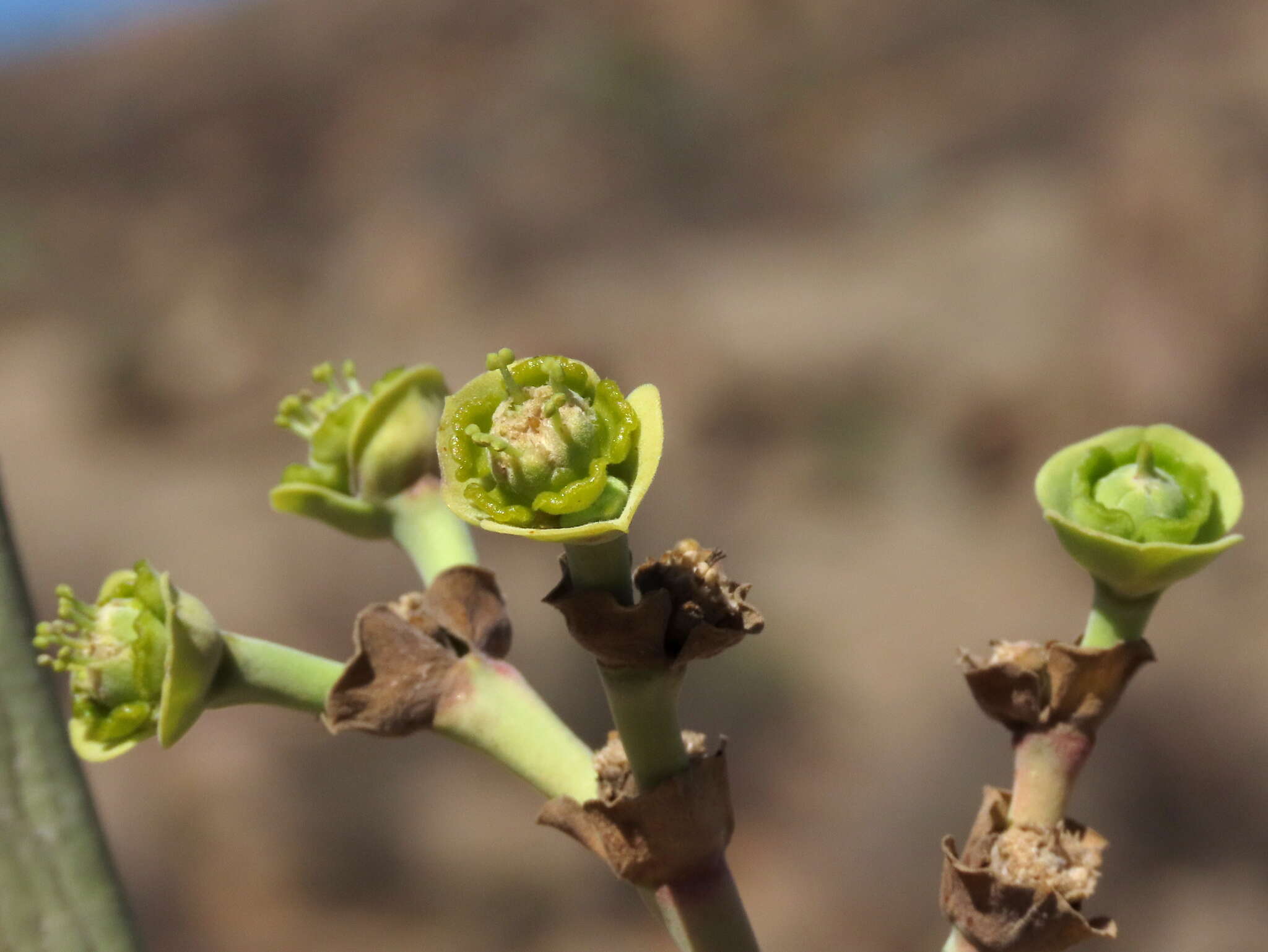 Image of Euphorbia dregeana E. Mey. ex Boiss.