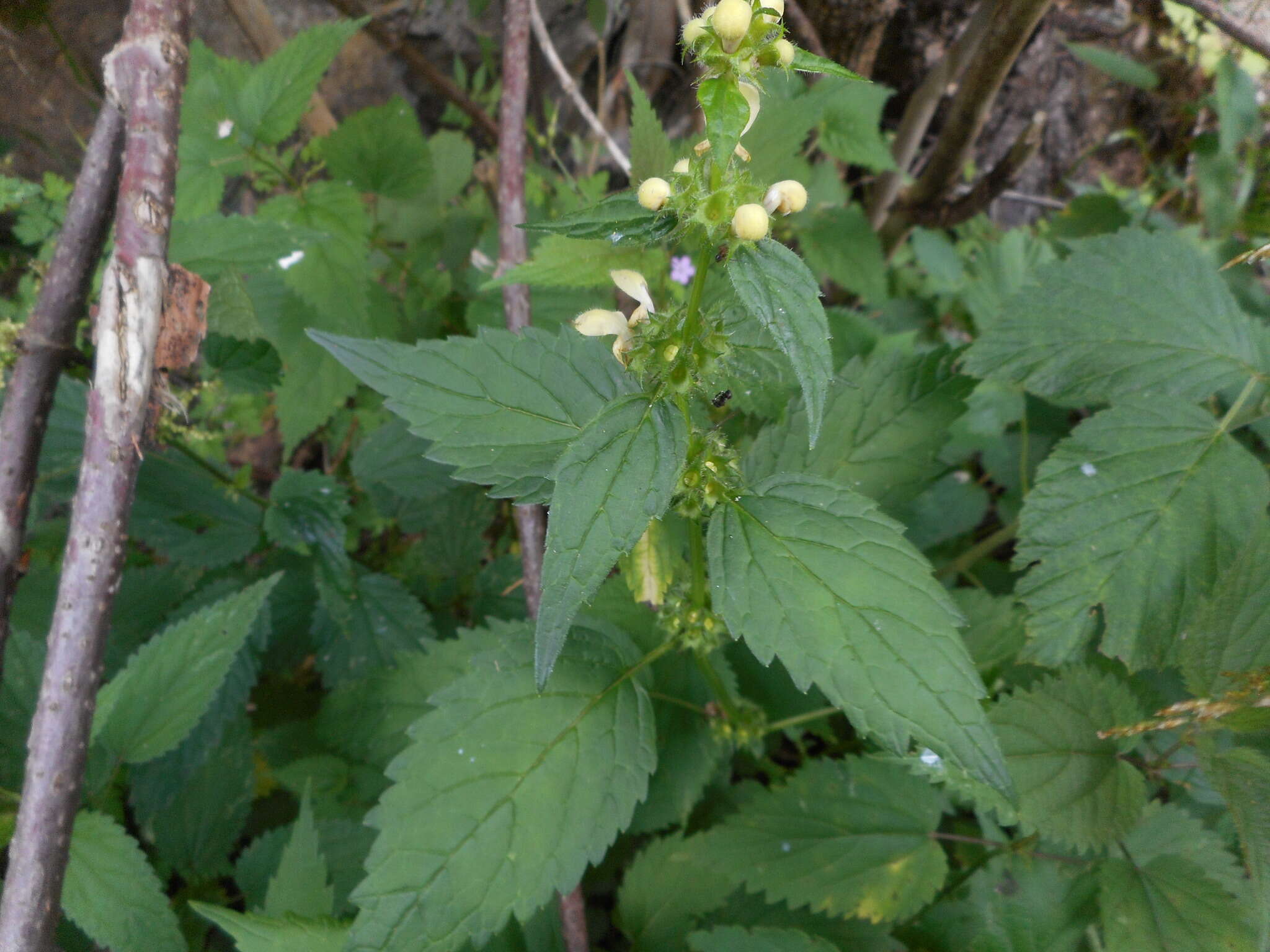 Imagem de Lamium galeobdolon subsp. flavidum (F. Herm.) Á. Löve & D. Löve