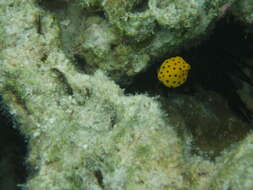 Image of Yellow boxfish