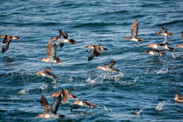 Image of Black-vented Shearwater