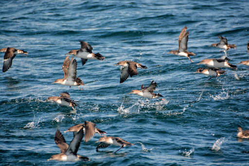 Image of Black-vented Shearwater