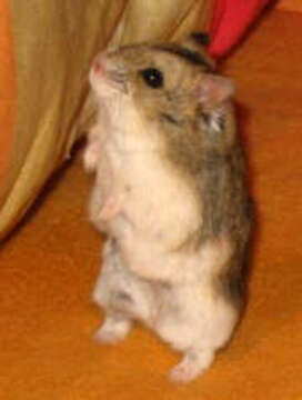 Image of Campbell's Hamster