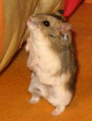 Image de Hamster de Campbell