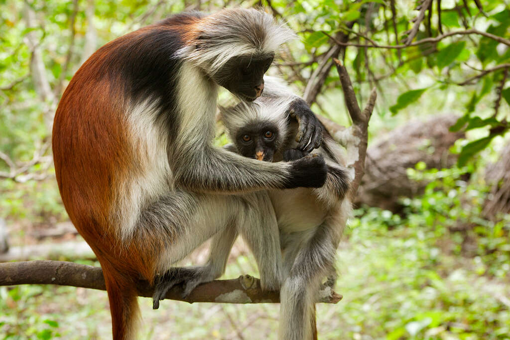 Plancia ëd Piliocolobus kirkii (Gray 1868)