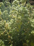 Stachys aurea Benth. resmi