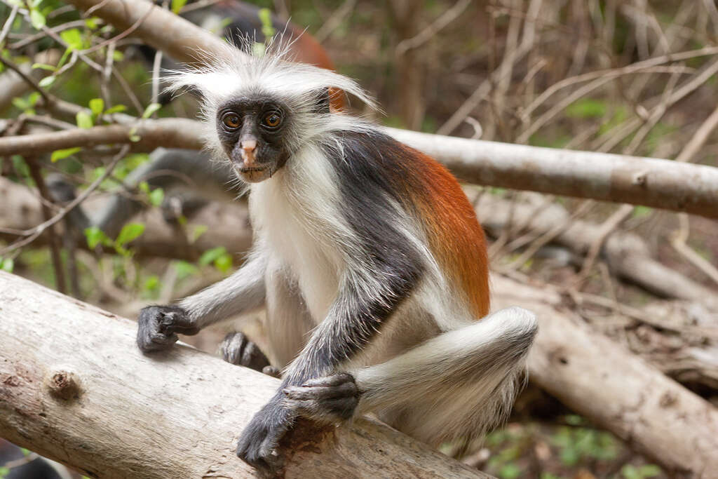 Image of Kirk's Red Colobus