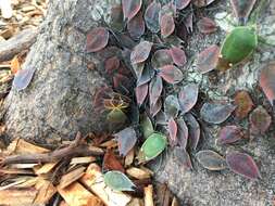 Image of Lyramorpha (Lyramorpha) rosea Westwood 1837