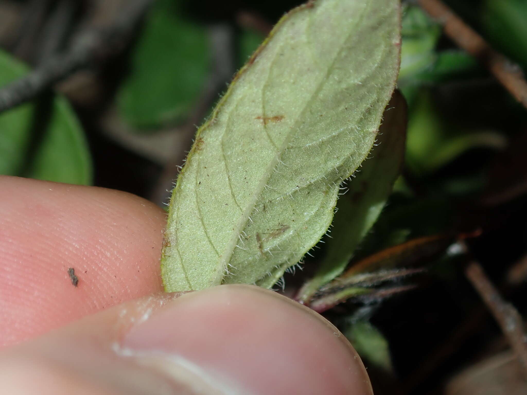 Sivun Brunoniella australis (Cav.) Bremek. kuva