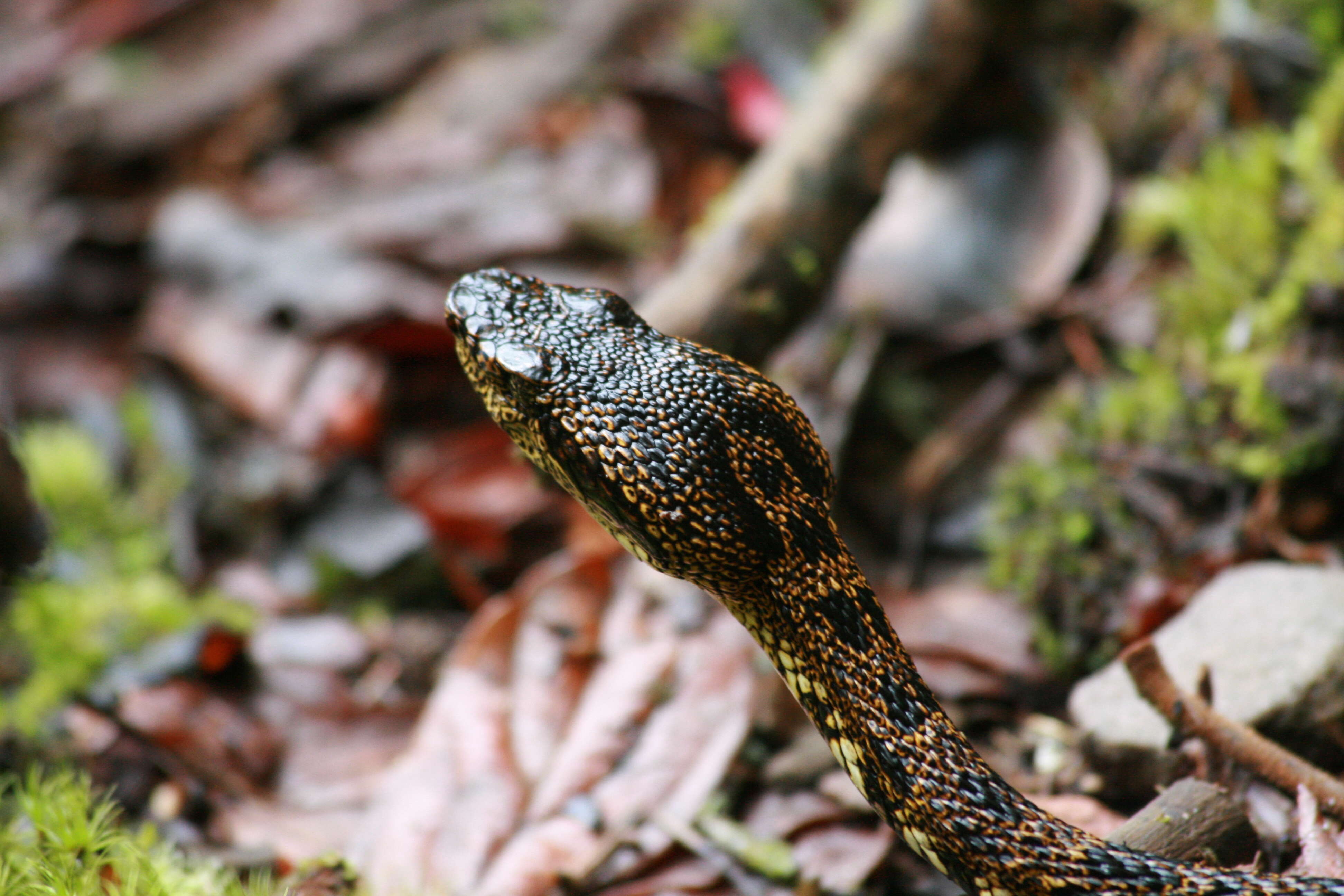 Bothrops taeniatus Wagler 1824的圖片