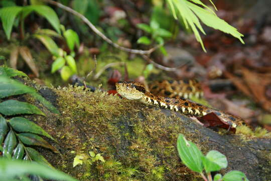 Bothrops taeniatus Wagler 1824的圖片