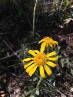 Image of Flagstaff ragwort