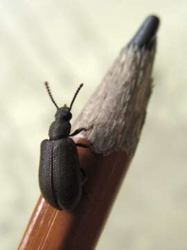 Image of Luprops tristis