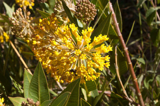 Image of Asclepias barjoniifolia Fourn.