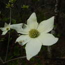 Image of Vancouver Flower Longhorn Beetle