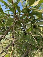 Image of Ozoroa sphaerocarpa R. & A. Fernandes