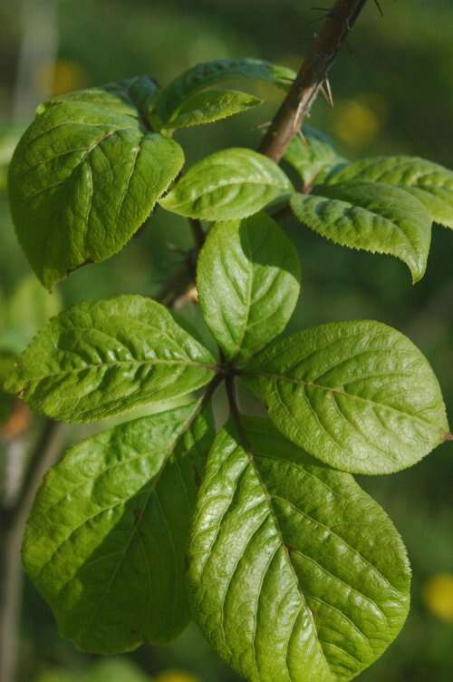 Image of ginseng