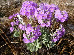 Plancia ëd Primula farinosa L.