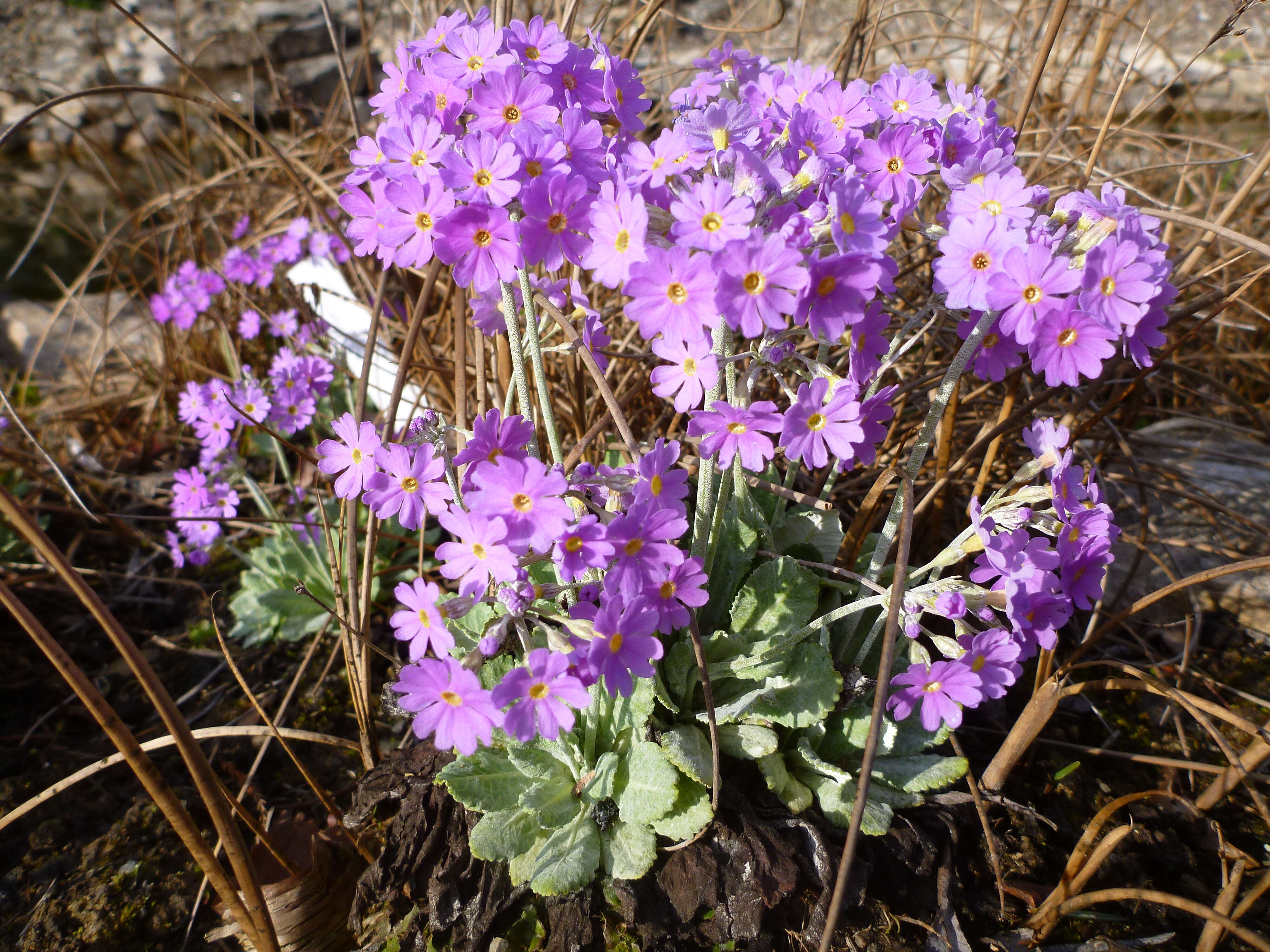 Plancia ëd Primula farinosa L.