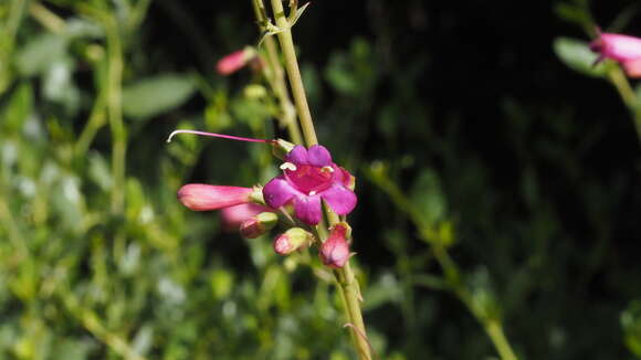 Image of beardtongue