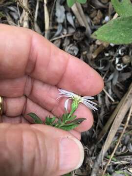 Image of Florida water aster