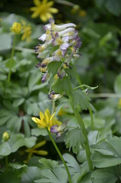 Image of Corydalis hybrida Mikhailova