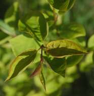 Image of Japanese Tree Lilac