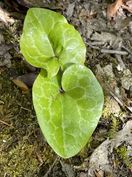 Image of largeflower heartleaf