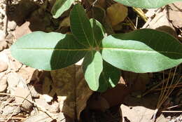 Image de Asclepias hypoleuca (A. Gray) R. E. Woodson