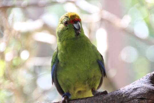 Image of Yellow-crowned Kakariki