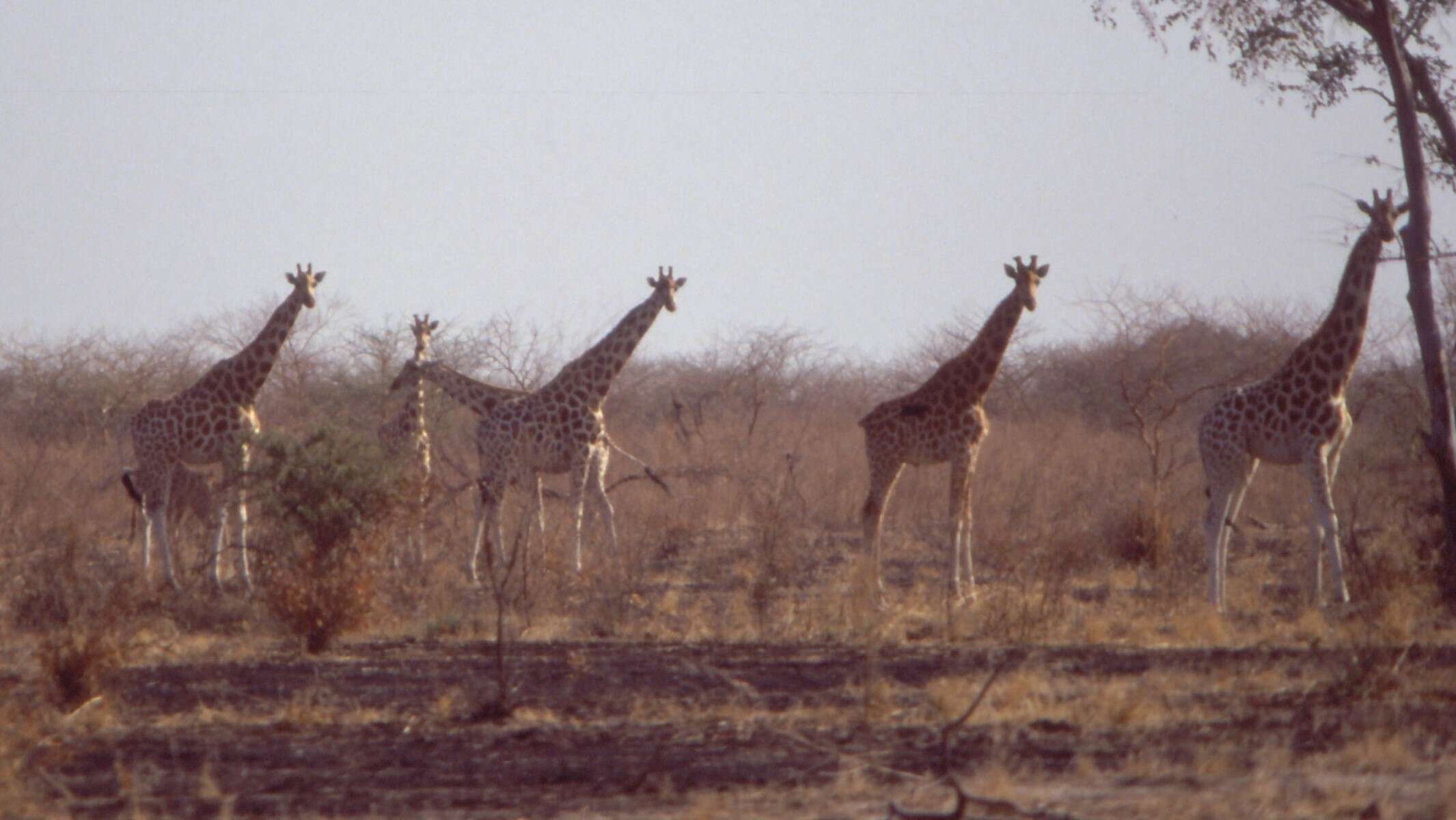 Image of Kordofan giraffe