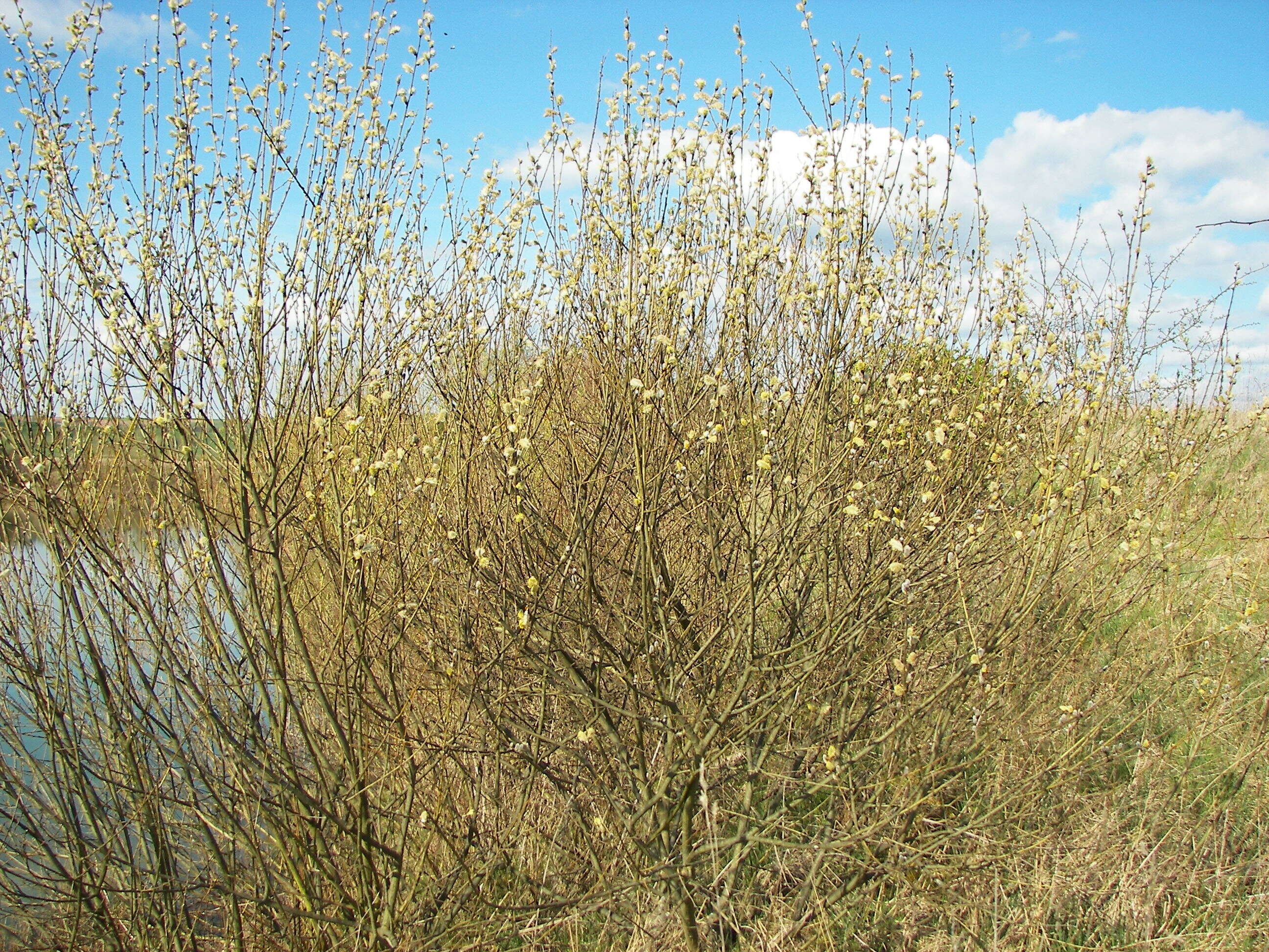 Image of goat willow