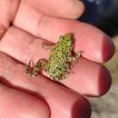 Image of Iberian Parsley Frog