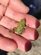 Image of Iberian Parsley Frog