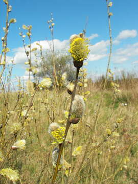 Image of goat willow