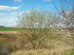 Image of goat willow