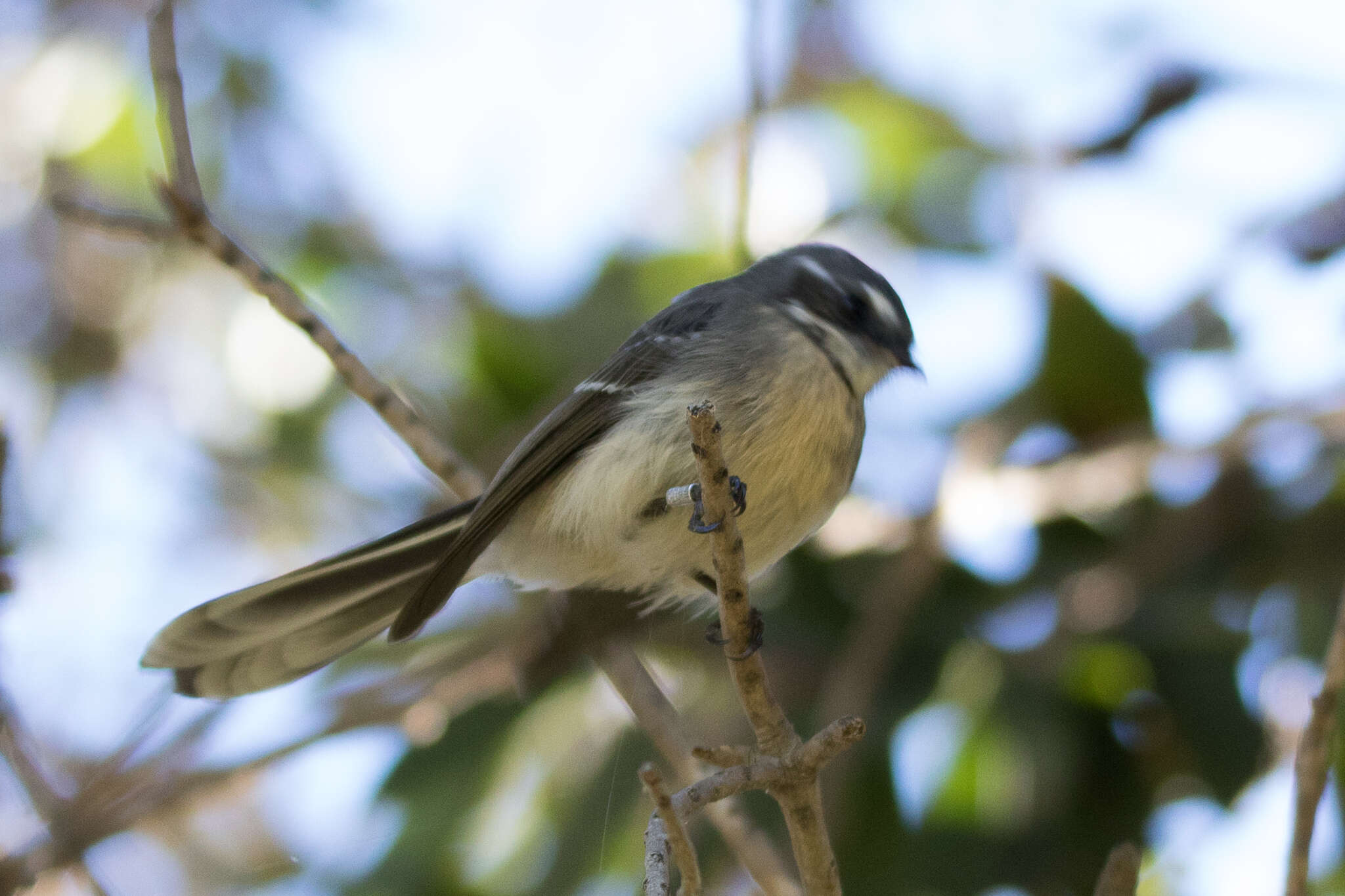 Image of Grey Fantail