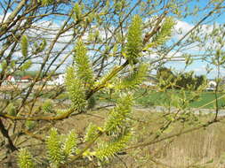 Image of goat willow