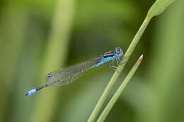 Image of Proischnura rotundipennis (Ris 1921)