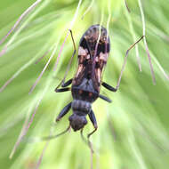 Image de Gyndes pallicornis (Dallas & W. S. 1852)