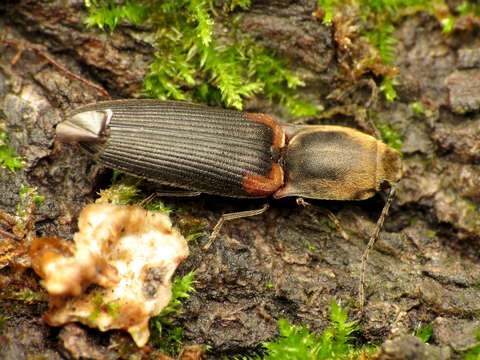 Image of <i>Athous scapularis</i>